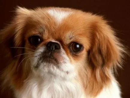 Hogyan felhívni a lányt Pekingese