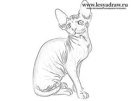Hogyan kell felhívni a macska szfinx ceruza szakaszaiban