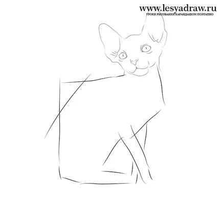 Hogyan kell felhívni a macska szfinx ceruza szakaszaiban