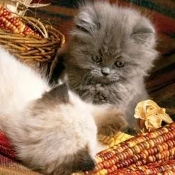 Hogyan határozza meg a macska fajta Szfinx, vagy nem szól macskák és macskák szeretettel
