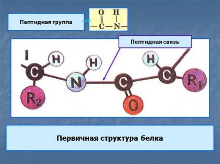 Каква е структурата на протеините са това, което им функция в клетки