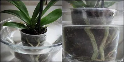 Cum de a uda orhidee acasă în diferite perioade