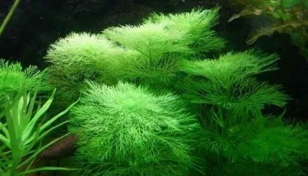 Cum de a planta alge marine