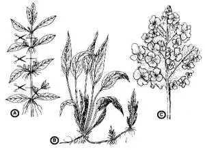 Cum de a planta plantele acvatice - pește, și, probabil, balene in acvarii)