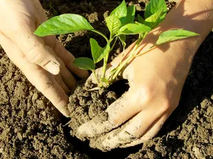 La fel există cultivarea de piper în grădina din semințe