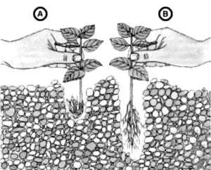 Cum de a planta plantele acvatice - pește, și, probabil, balene in acvarii)