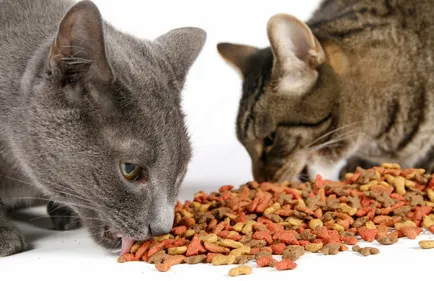 Как да изберем котка описание на храните, снимки, коментари - пробни покупки