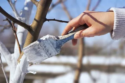 Cum de a albi mărului și schema de soluție cu fotografii