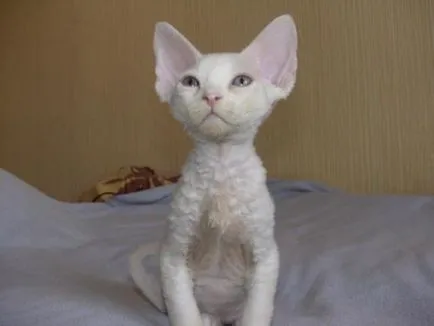 Как за лечение на котки Devon Rex