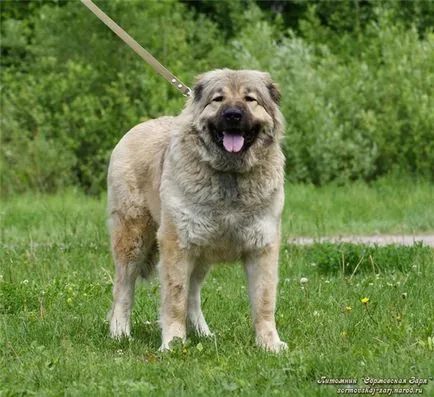 Cum să ia o imagine a unui câine