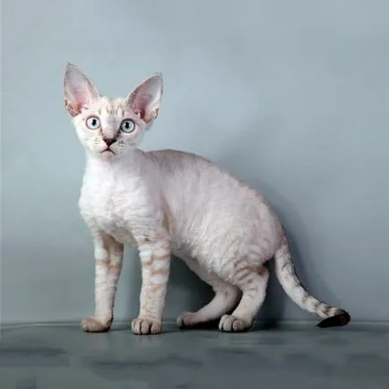 Как за лечение на котки Devon Rex