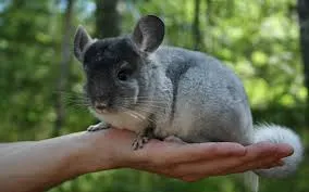 Cum de a îmblânzi chinchilla, animale de companie mele