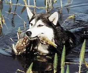 Cum de a preda un Husky la foc