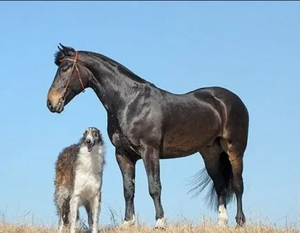 Cum de a preda un Husky la foc