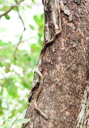 Как да се държим и какво да направите, ако се натъкнете на змия в Тайланд