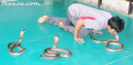 Как да се държим и какво да направите, ако се натъкнете на змия в Тайланд