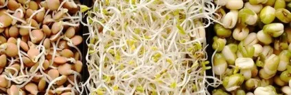 Пророщена пшениця, рис, овес, гречка, нут, маш, сочевиця, йога, slavyoga