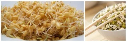 Пророщена пшениця, рис, овес, гречка, нут, маш, сочевиця, йога, slavyoga