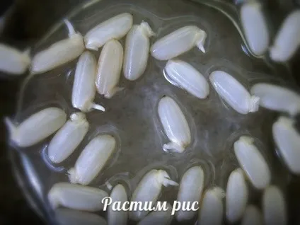 Пророщування рису, сироїдам ру