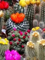 Cactus színes tűk