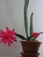Cactus színes tűk
