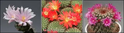 mistere Cactus de plante exotice
