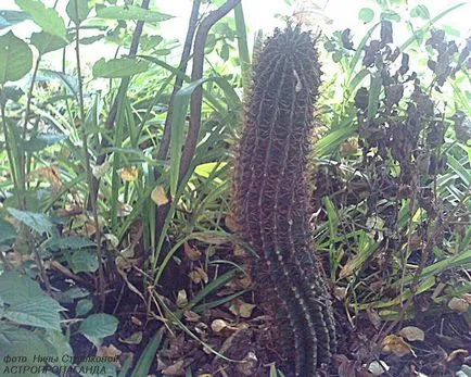 Cactus skorpió