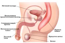 Cum de a reduce dimensiunea prostatei