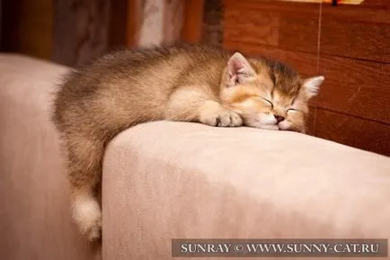 Hogyan törődik egy cica cikkek macskák, sunray - óvodai brit macska