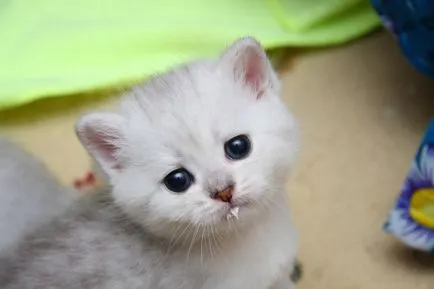 Hogyan törődik egy cica cikkek macskák, sunray - óvodai brit macska