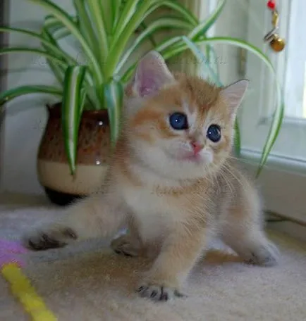 Как да се успокои агресивните британски котки развъдник Британски котки на редки цветове - рядък цвят