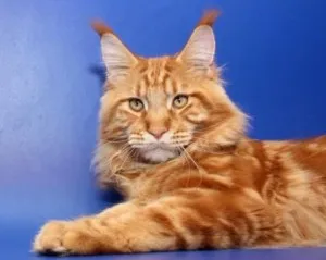 Cum de a alege un Maine Coon