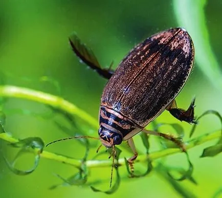 Cum să se stabilească iaz la dacha și alege locuitorii și mediul de legume pentru el