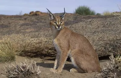 Caracal hódító természet