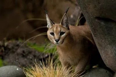 Caracal hódító természet