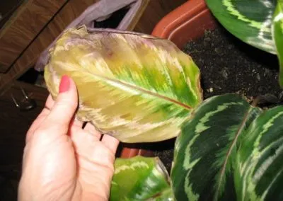 Calathea krokata, medalion rufibarba de ce frunze uscate și răsucite, case de îngrijire pentru flori