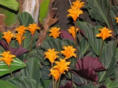 Calathea krokata, медальон rufibarba защо сухи и усукани листа, домове за цветето