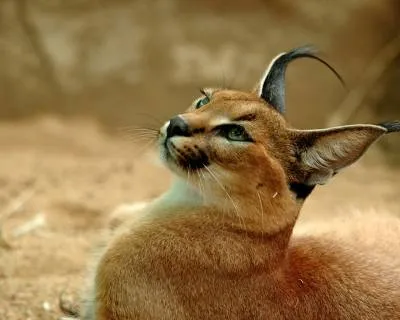 Caracal hódító természet