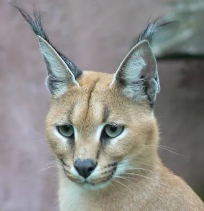 Caracal hódító természet