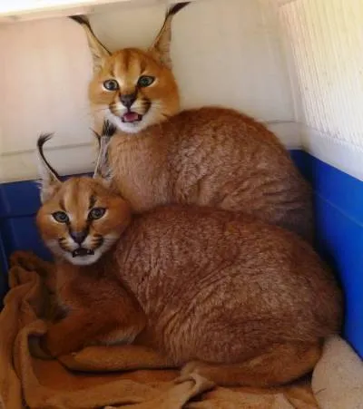 Caracal hódító természet