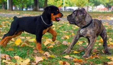 Cane Corso kölykök (fotó) a hűséges háziállatok és megbízható őrök