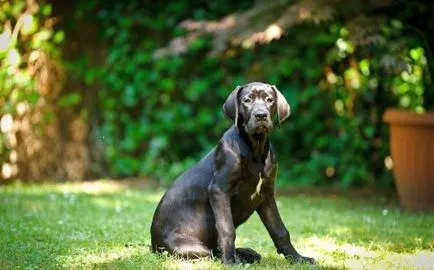 Cane Corso kölykök (fotó) a hűséges háziállatok és megbízható őrök