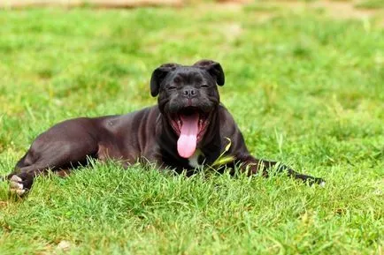 Кейн Корсо кученца (снимка) лоялни домашни любимци и надеждни пазачи
