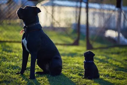 pui cane corso (foto) animale de companie loiali și gărzi de încredere