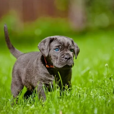 Cane Corso kölykök (fotó) a hűséges háziállatok és megbízható őrök