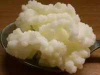 Kefir gomba (tej - tibeti - gomba) - Gyógyszertár - cikkek - Kiadó - Master EEB