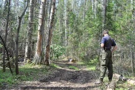 Bifeazà pădure