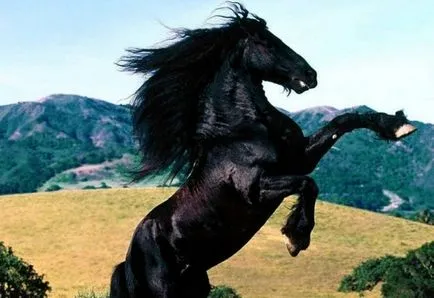 Mi az álom ló nő (fehér, fekete vagy piros, egy csikó vagy terhes, tabun stb