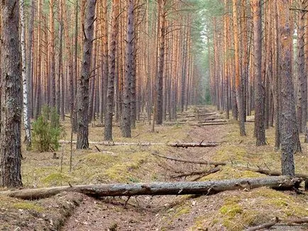 Bifeazà pădure