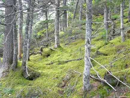 Bifeazà pădure